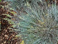 La fétuque bleue : présentation et culture