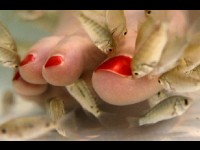 La fish pédicure : des poissons qui font de beaux pieds