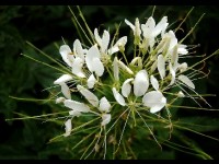 La fleur araignée ou Cleome spinosa : présentation et culture