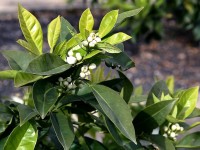 La fleur d'oranger : bienfaits et utilisation