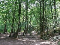 La forêt de Brocéliande : un site de légendes
