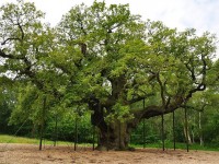 La forêt de Sherwood en Angleterre : 5 attractions touristiques à visiter