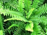 La fougère de Boston : un plante d'intérieur facile à vivre