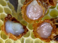 La gelée royale : un concentré de vitalité