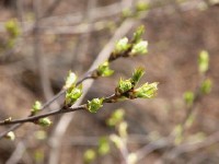 La gemmothérapie : présentation et bienfaits