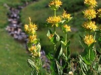 La gentiane : présentation et propriétés