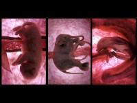 La Gestation des animaux