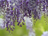 La glycine : conseils de culture, taille et marcottage