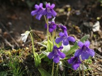 La grassette : une étonnante plante carnivore