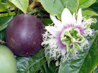 La grenadille : la plante qui donne le fruit de la passion