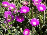 La griffe de sorcière : une plante grasse décorative