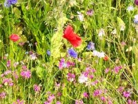 La Guérilla Gardening sème des fleurs dans la ville