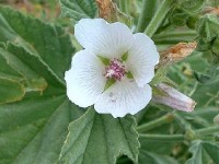 La guimauve officinale : présentation et propriétés 