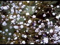 La gypsophile : l'incontournable des bouquets