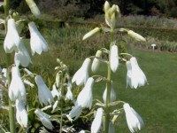 La jacinthe du Cap : présentation, culture et entretien