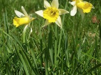 La jonquille : plantation et culture