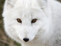 La Journée internationale de la biodiversité : un enjeu majeur