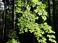 La Journée internationale des forêts : une semaine d’animations gratuites