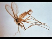 La leishmaniose canine : symptômes et prévention