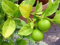 La lime ou citron vert : présentation et culture