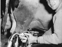 La machine à traire : histoire d'une invention