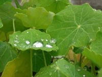 La macrophotographie