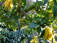 La main de Bouddha : un agrume étonnant 