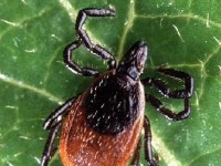 La maladie de Lyme : symptômes et prévention 