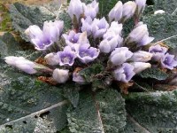 La mandragore : une plante entourée de magie