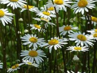 La marguerite : culture et utilisations