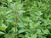 La marjolaine : une plante apaisante