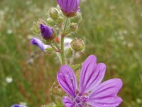 La mauve : une fleur alliée des peaux sensibles