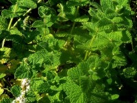 La menthe : des variétés aux saveurs étonnantes