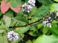 La menthe poivrée : une huile essentielle multi-usages