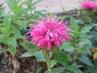 La monarde : 5 bonnes raisons de cultiver cette plante