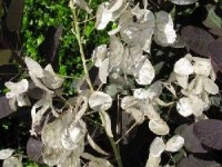 La monnaie du pape : présentation et conseils de culture