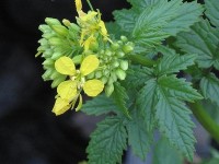 La moutarde : pourquoi et comment la cultiver ?