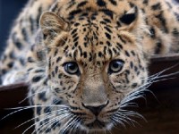 La panthère de l'Amour : l'une des espèces les plus rares du monde