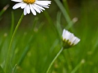 La pâquerette : une jolie fleur de printemps