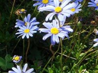 La pâquerette bleue : une jolie fleur vivace