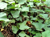 La patate douce : présentation et culture