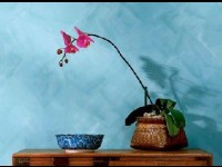 La peinture à la chaux : guide pratique