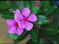 La pervenche de Madagascar : une jolie plante ornementale