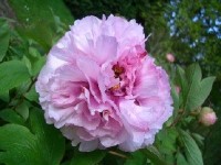 La pivoine : présentation et conseils de culture