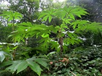La plante à papier de riz : 5 choses à savoir sur le Tetrapanax papyrifera