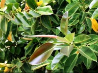 La plante caoutchouc : une plante verte facile à entretenir