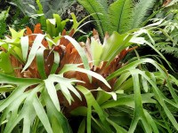 La plante corne de cerf ou Platycerium : caractéristiques et entretien