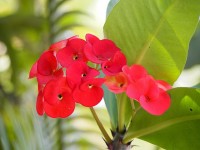 La plante épine du Christ : culture et entretien