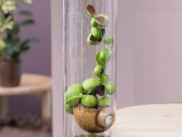 La plante escargot ou snaily dischidia : un végétal original