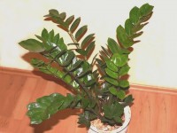 La plante ZZ ou Zamioculcas zamiifolia en 5 questions